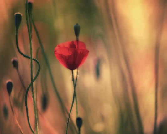 Red Poppy