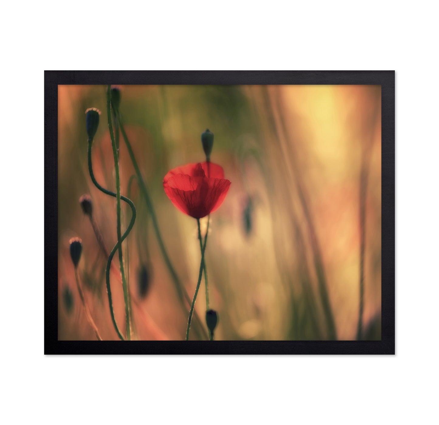 Red Poppy