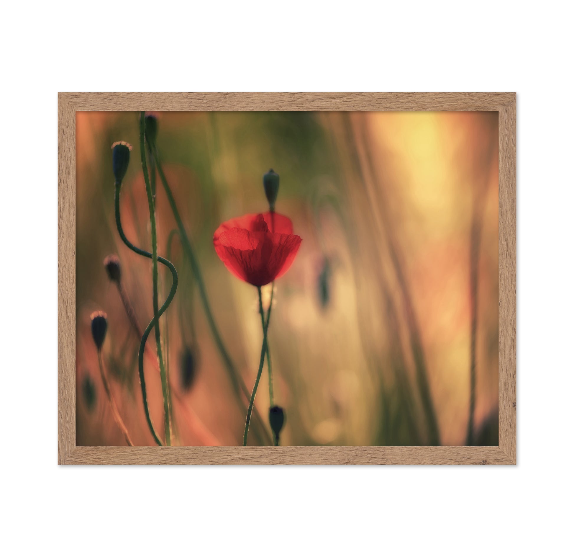 Red Poppy