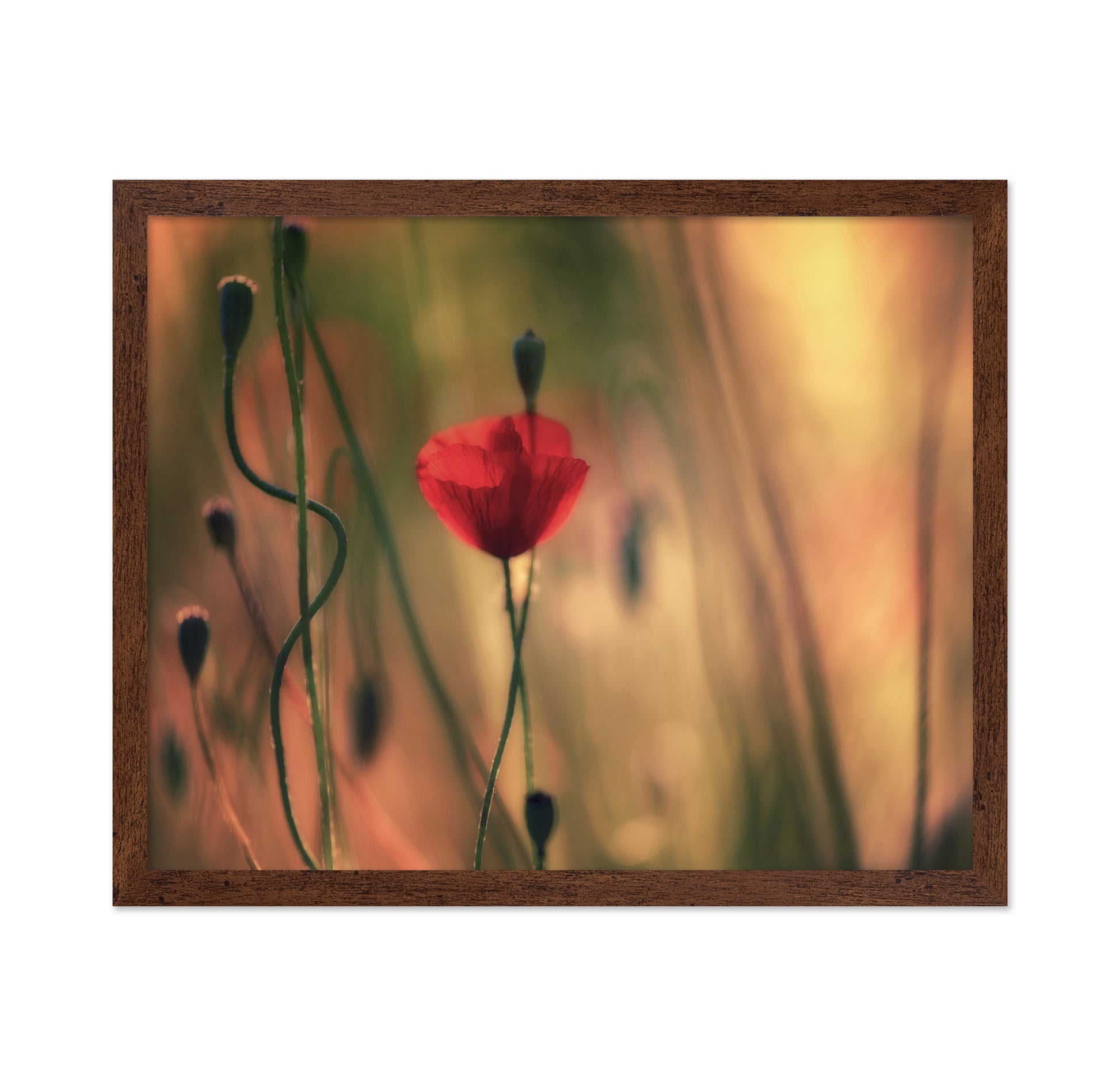Red Poppy