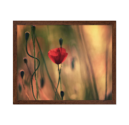 Red Poppy