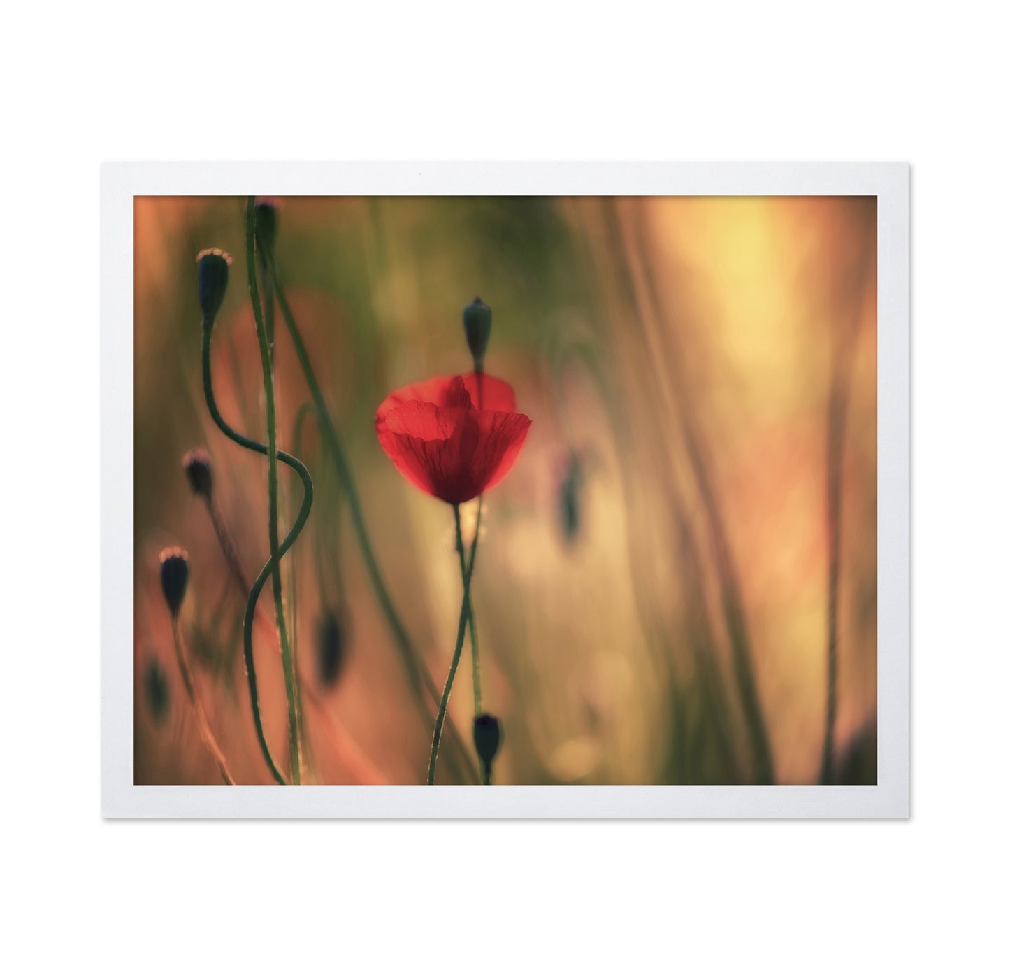 Red Poppy