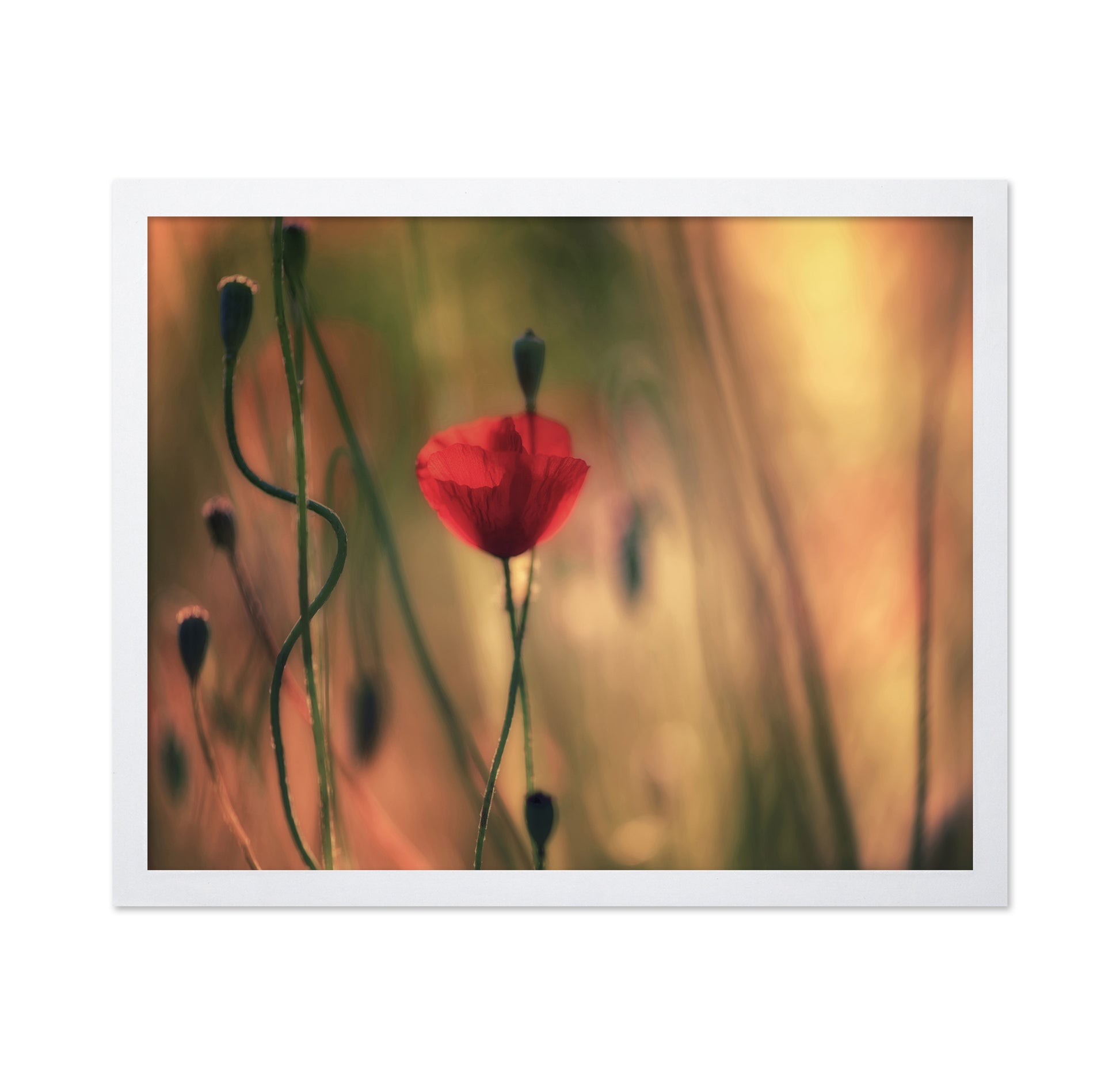 Red Poppy