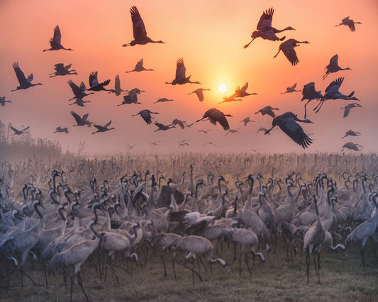 Cranes At Sunrise