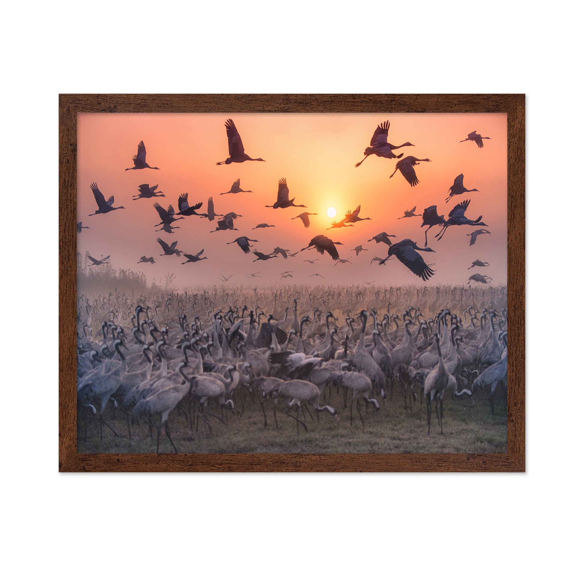 Cranes At Sunrise