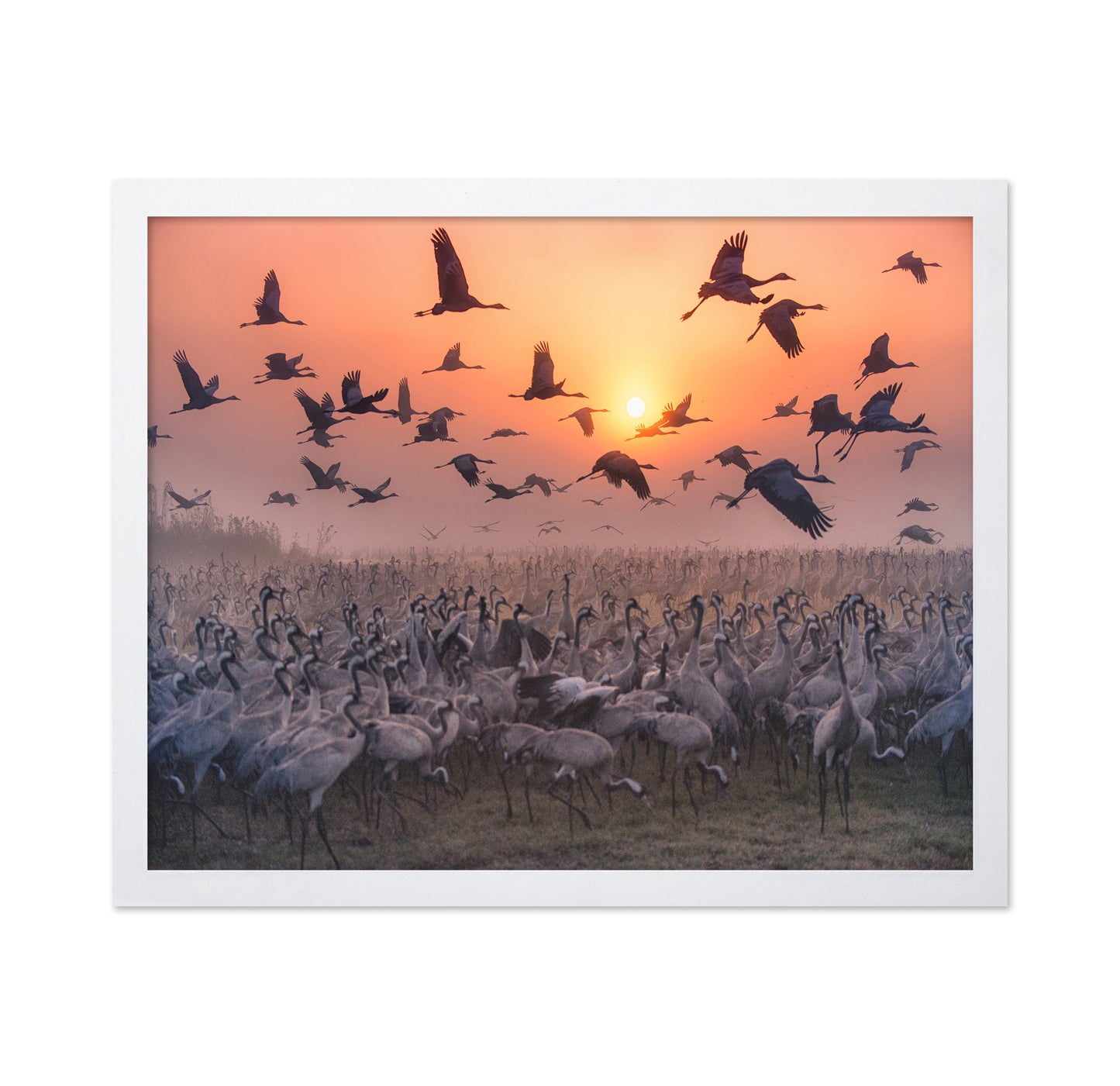 Cranes At Sunrise