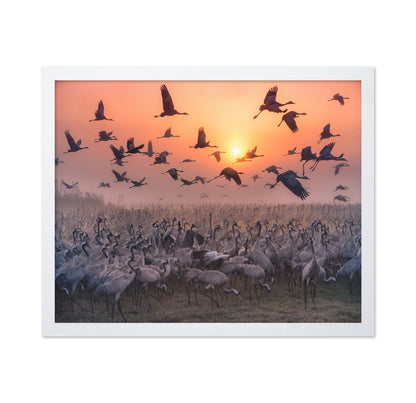 Cranes At Sunrise