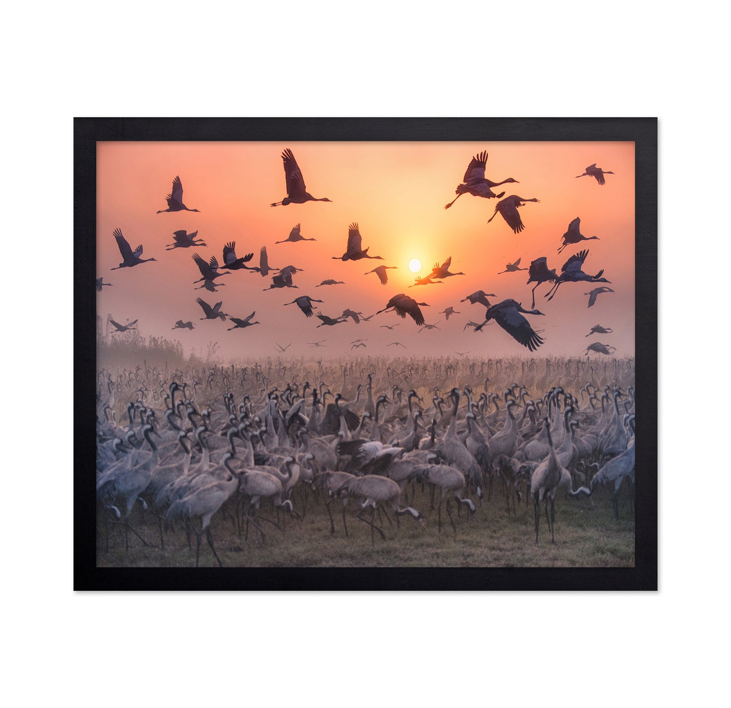 Cranes At Sunrise