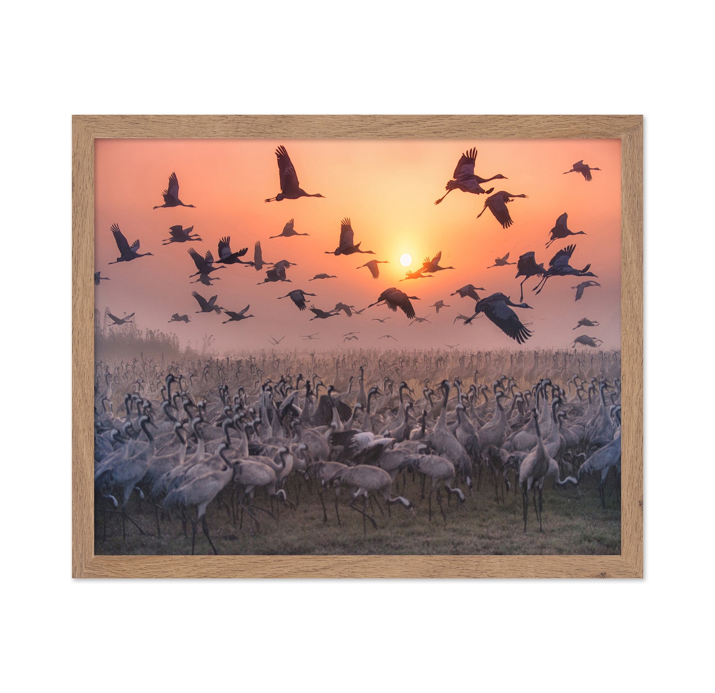Cranes At Sunrise