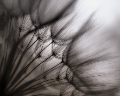 Dandelion Study