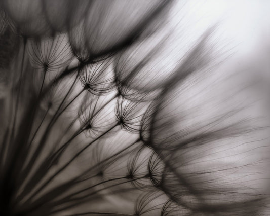 Dandelion Study