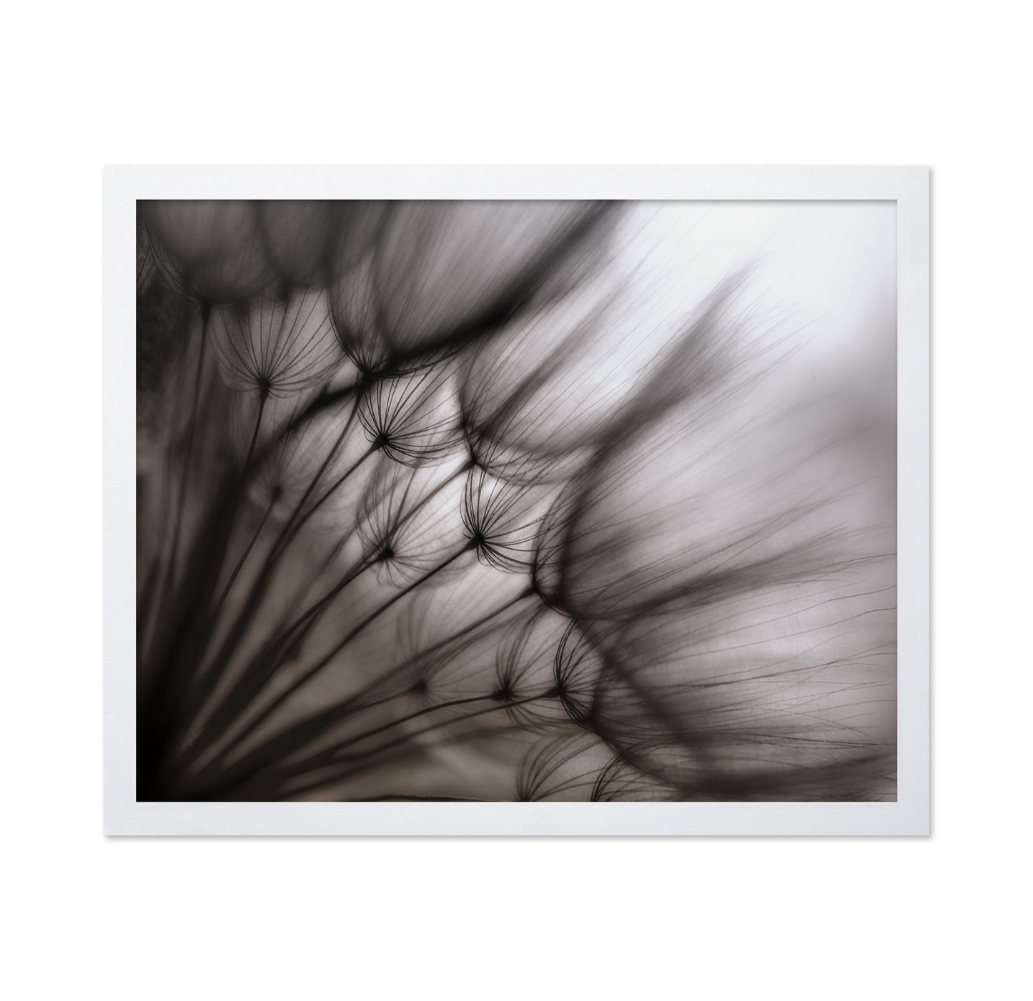 Dandelion Study