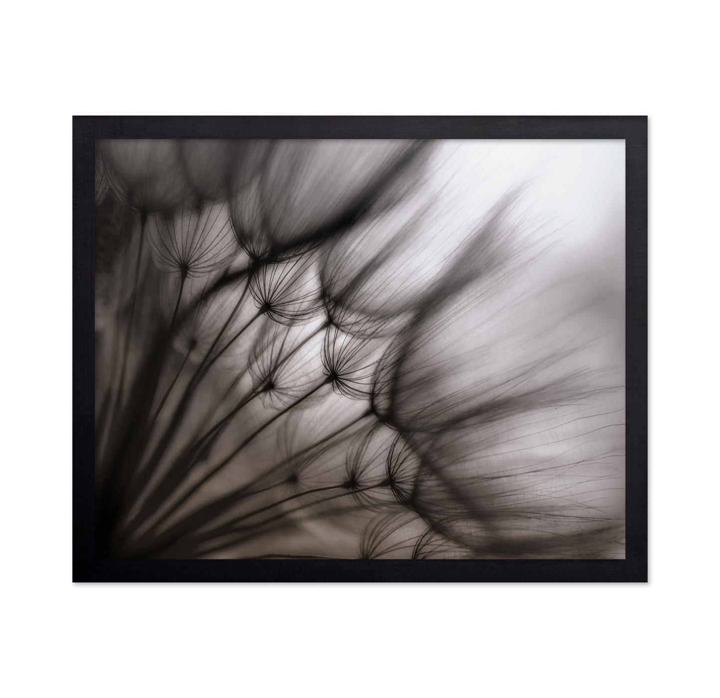 Dandelion Study