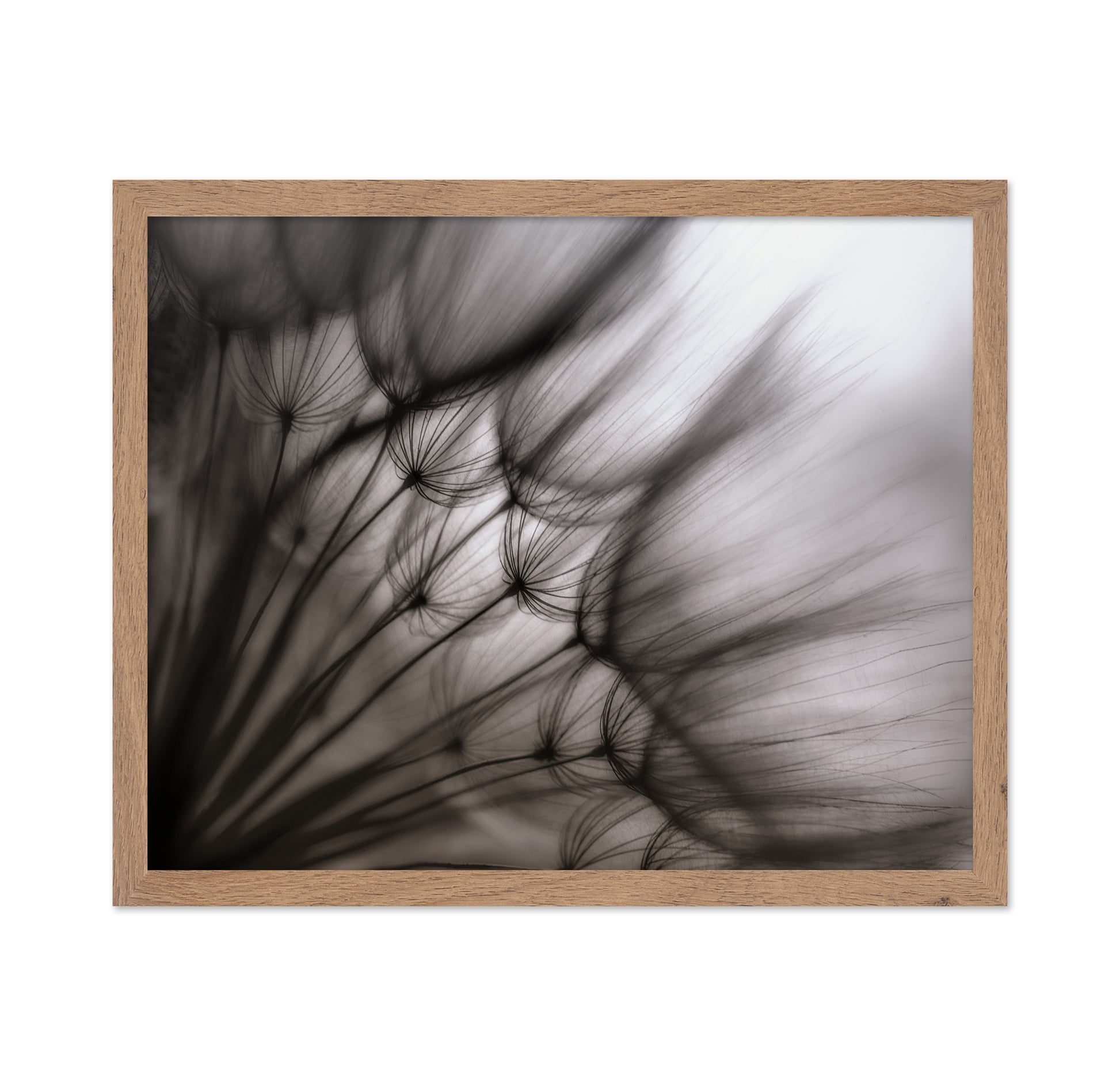 Dandelion Study