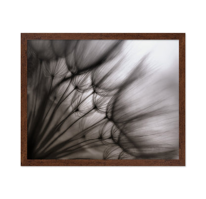 Dandelion Study