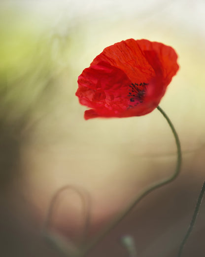 Red Macro Poppy