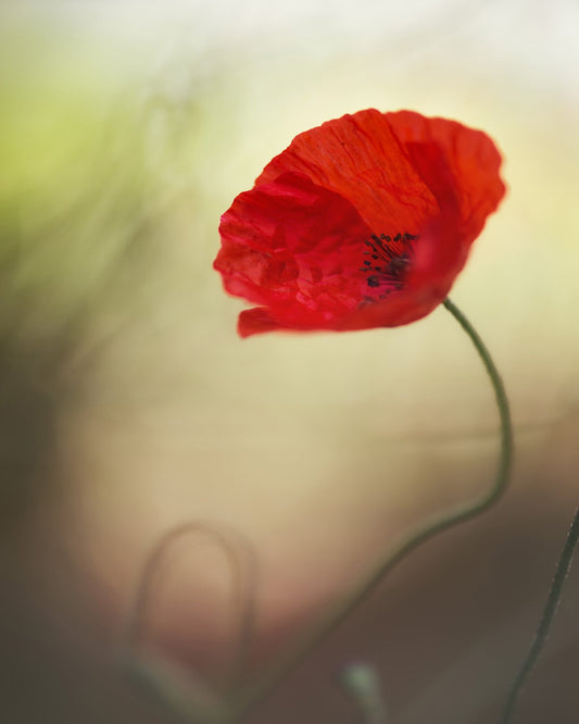 Red Macro Poppy