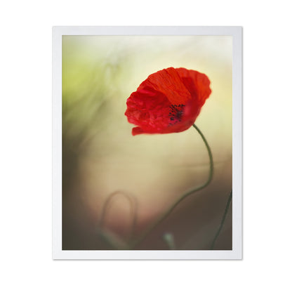 Red Macro Poppy