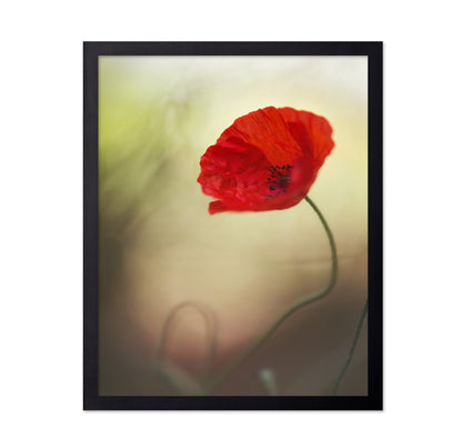 Red Macro Poppy