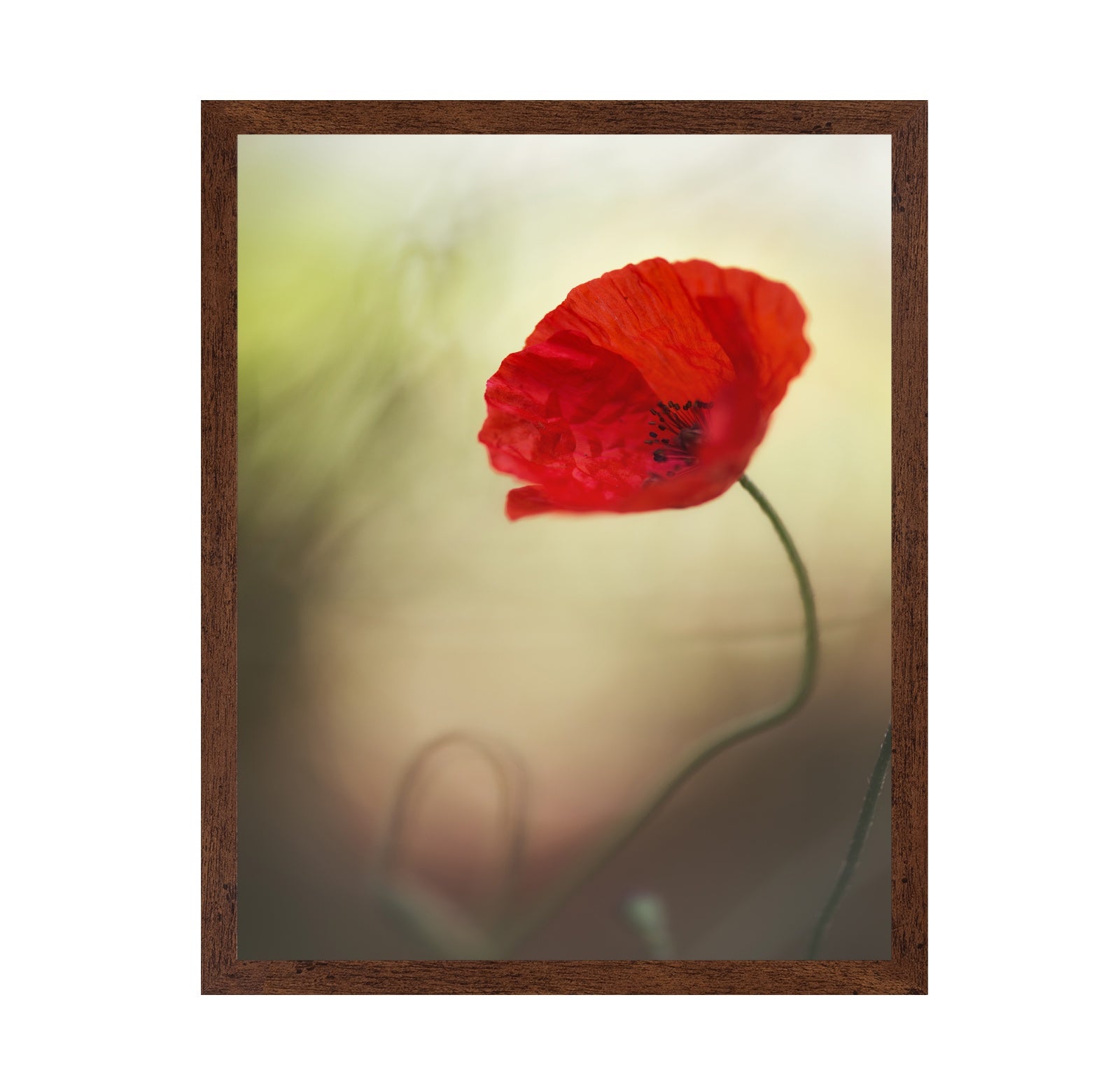 Red Macro Poppy