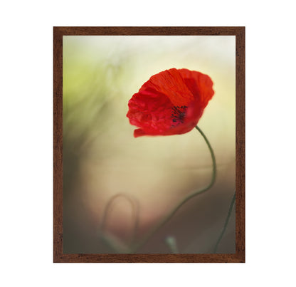 Red Macro Poppy