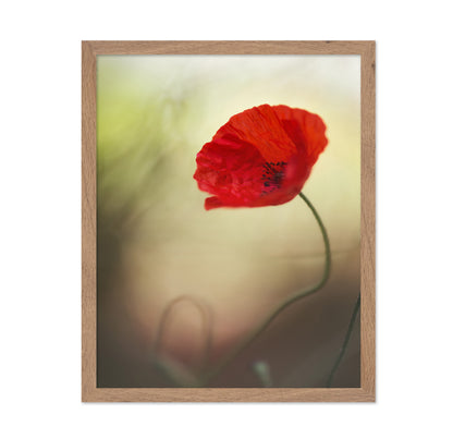 Red Macro Poppy