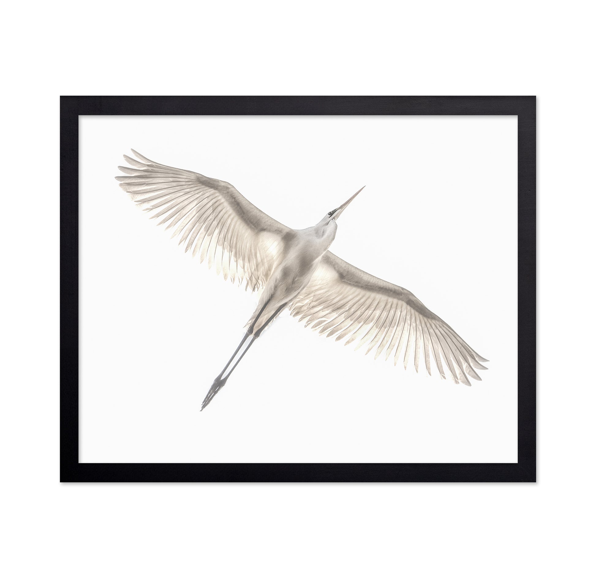 Fly