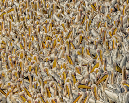 Crowded