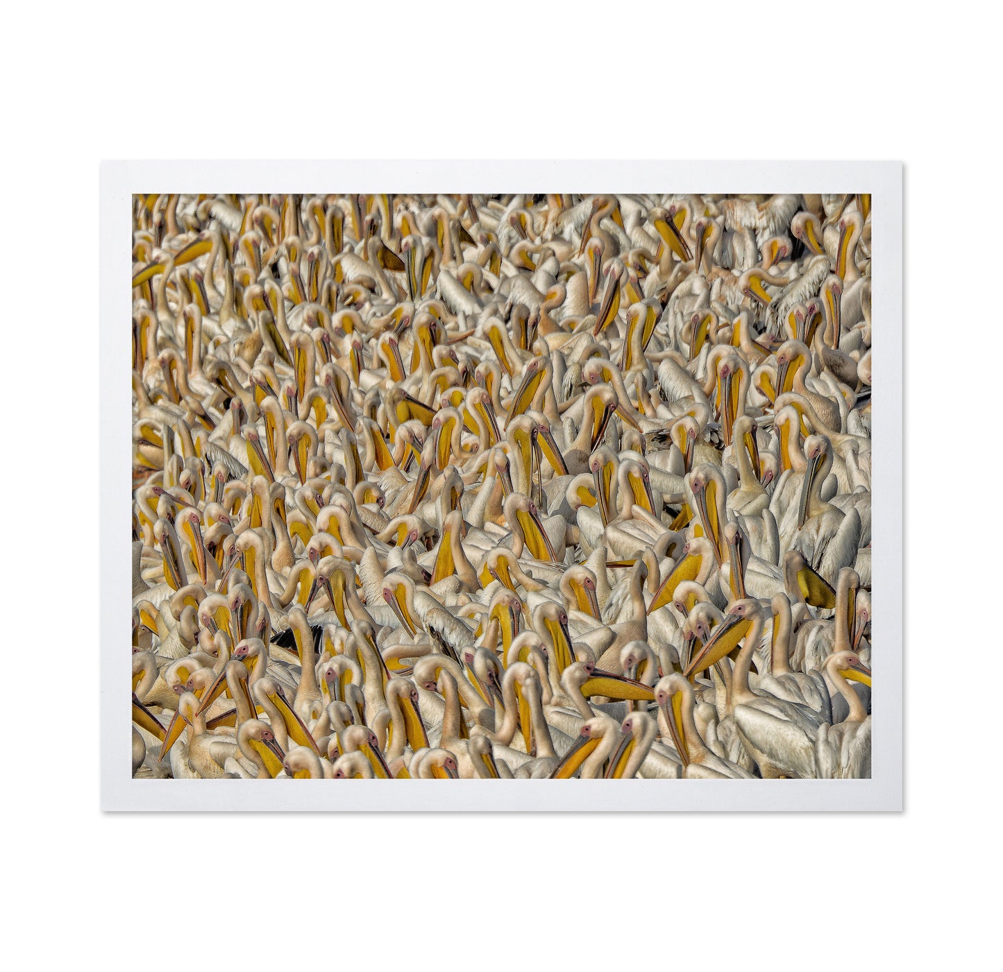 Crowded