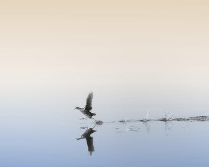 Taking Flight