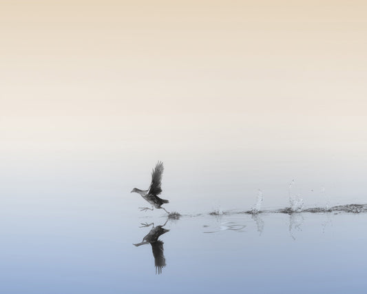 Taking Flight