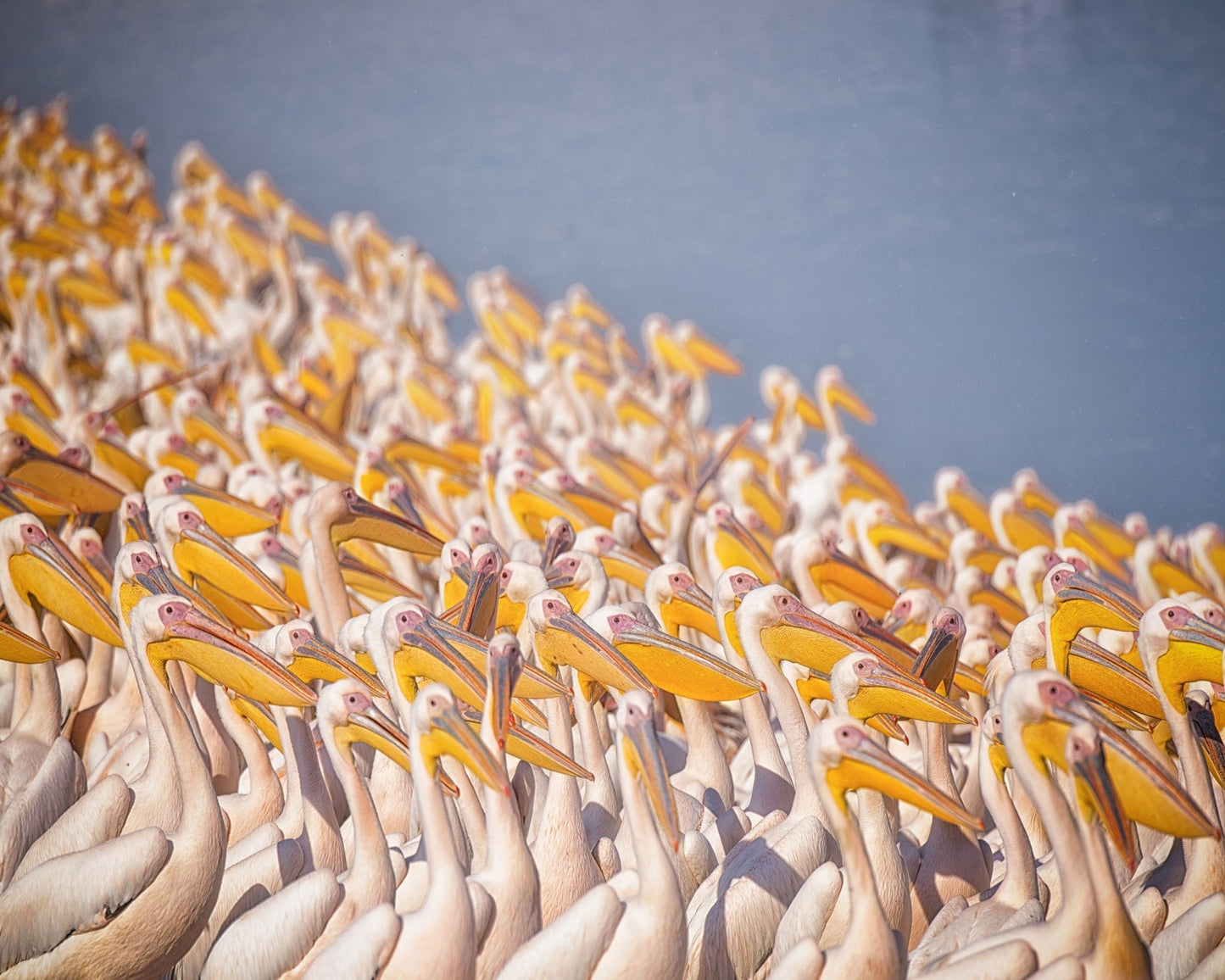 The Great White Gathering