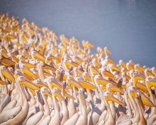 The Great White Gathering
