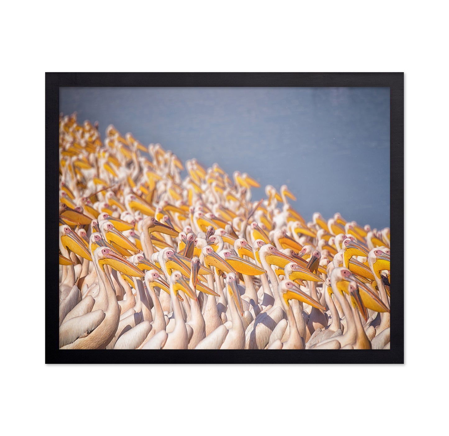 The Great White Gathering