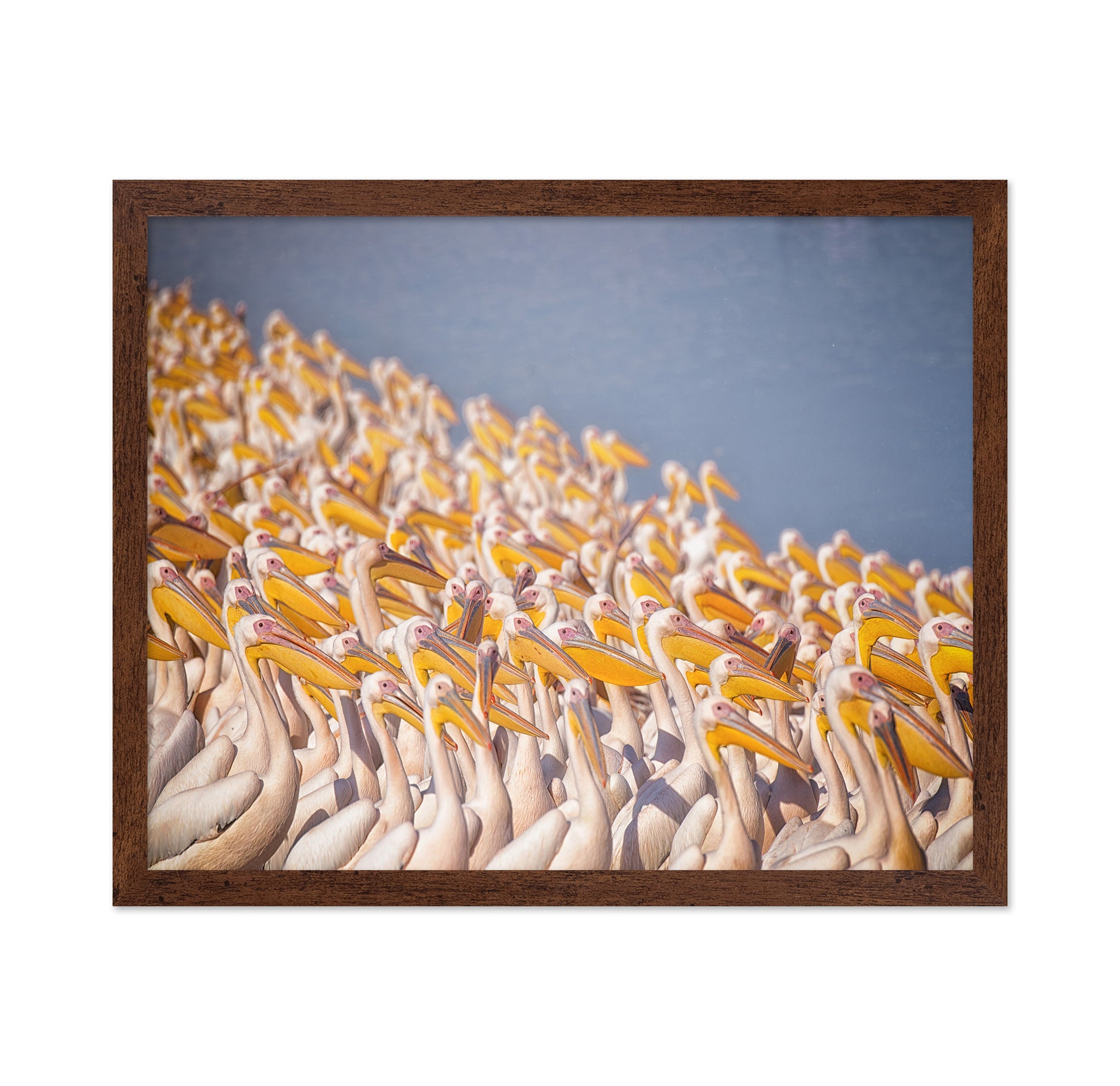 The Great White Gathering