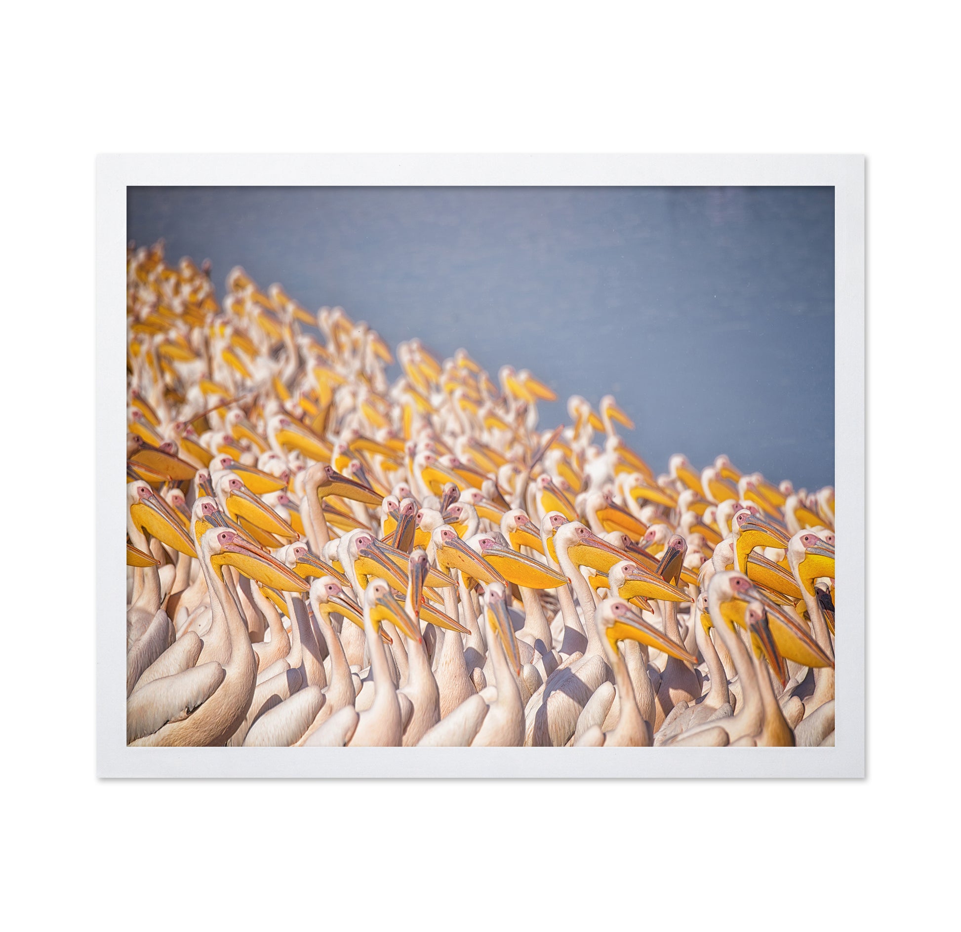 The Great White Gathering
