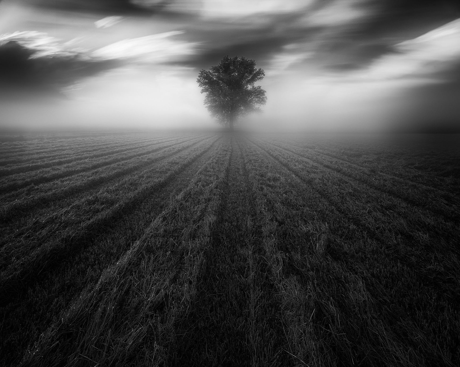 Lone Tree in the Mist
