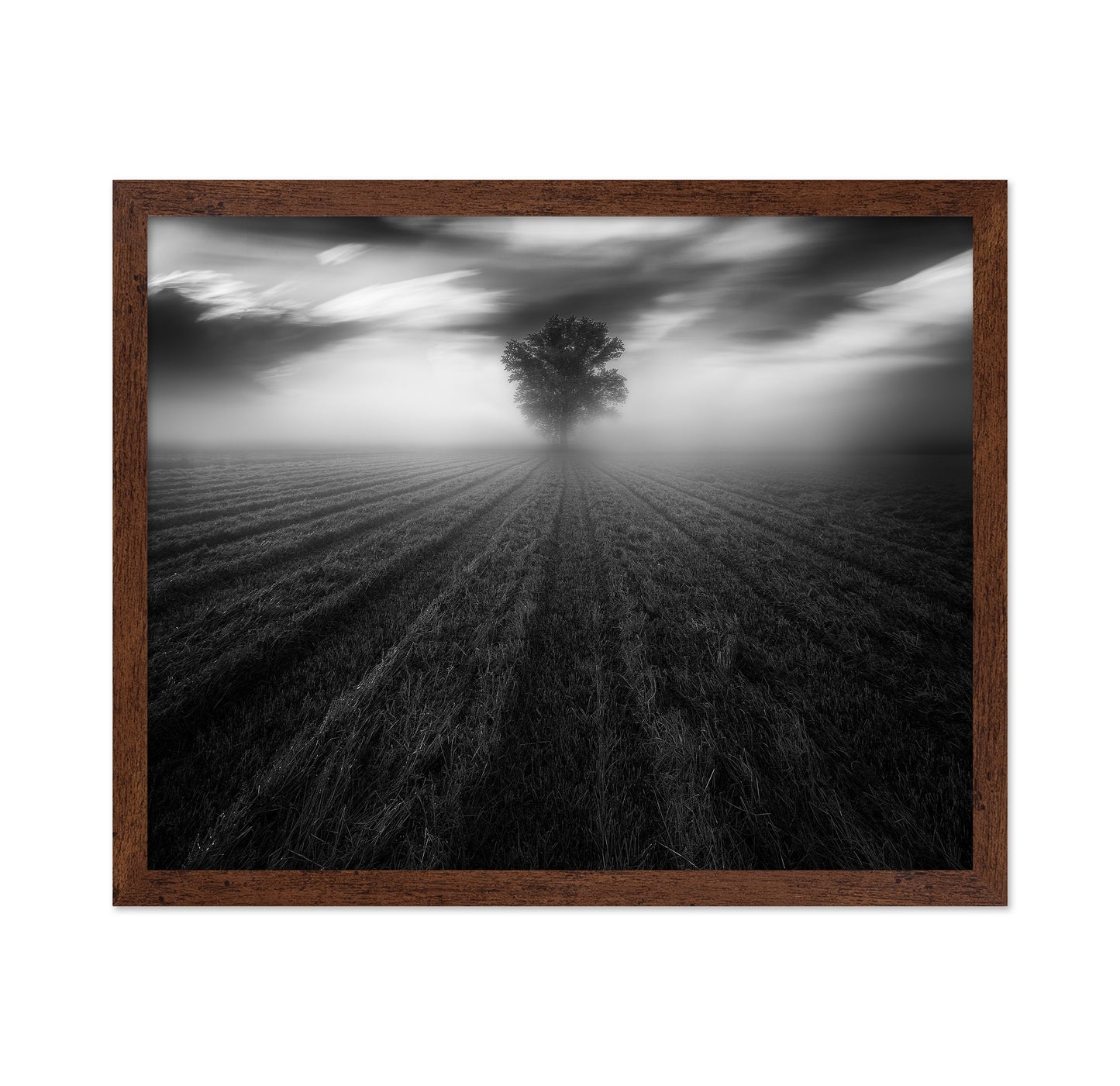 Lone Tree in the Mist