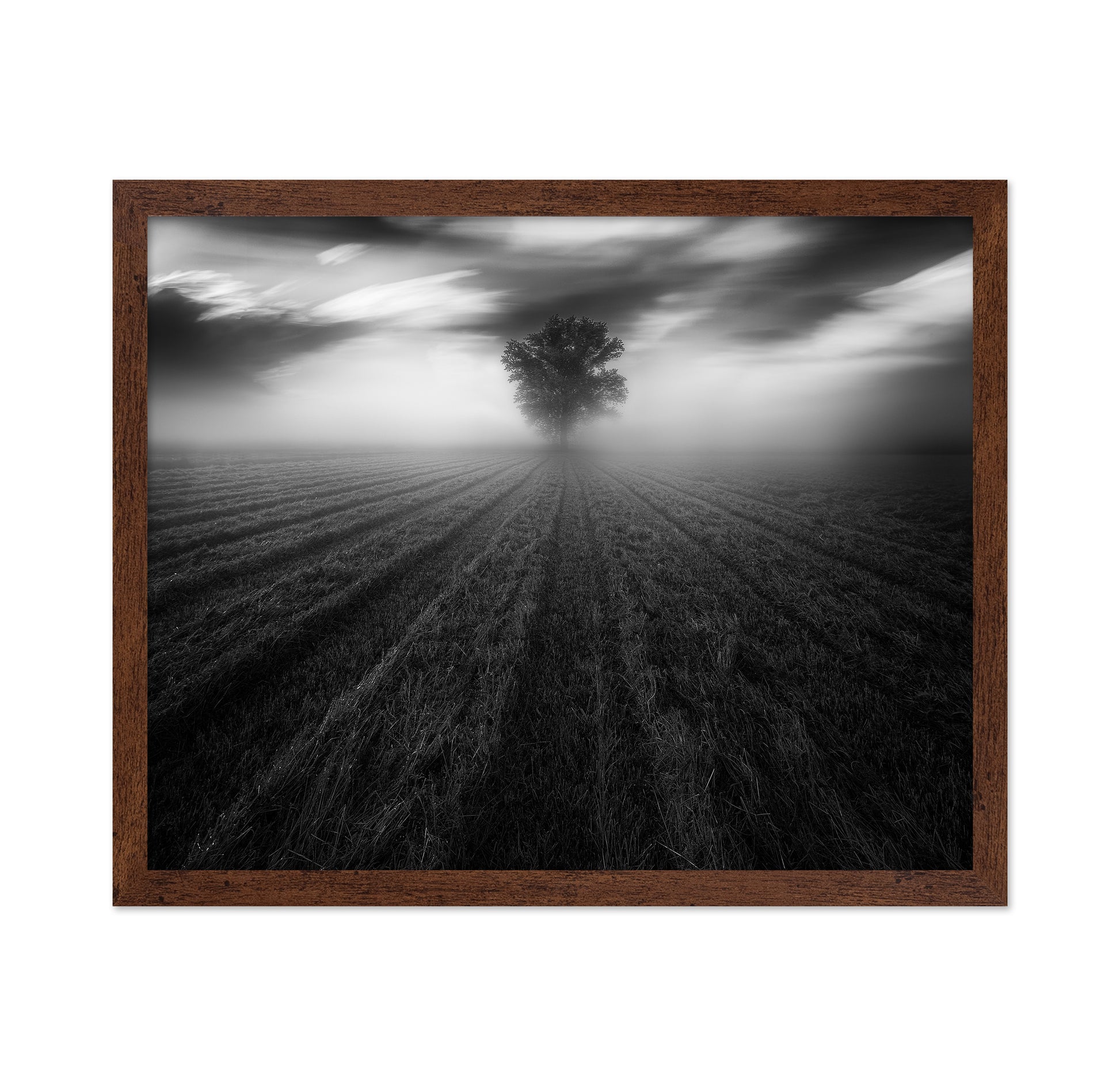 Lone Tree in the Mist