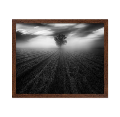 Lone Tree in the Mist