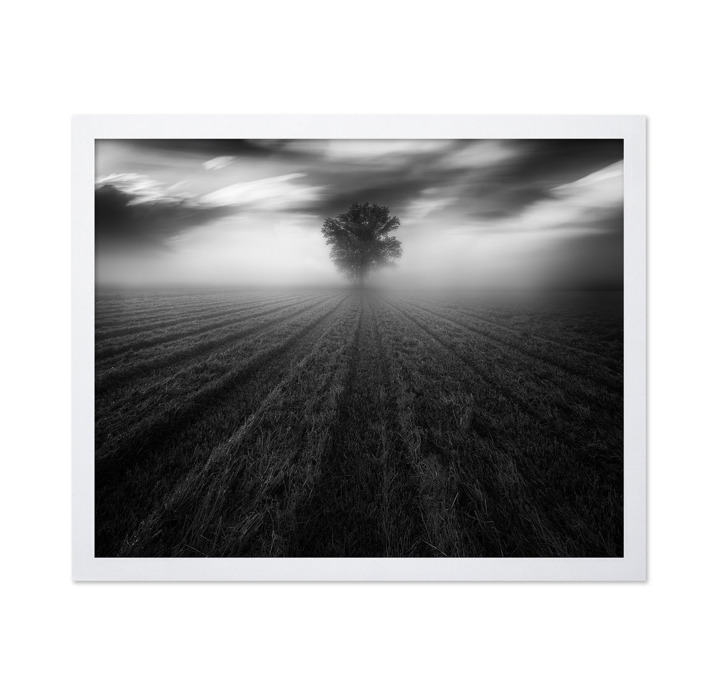 Lone Tree in the Mist