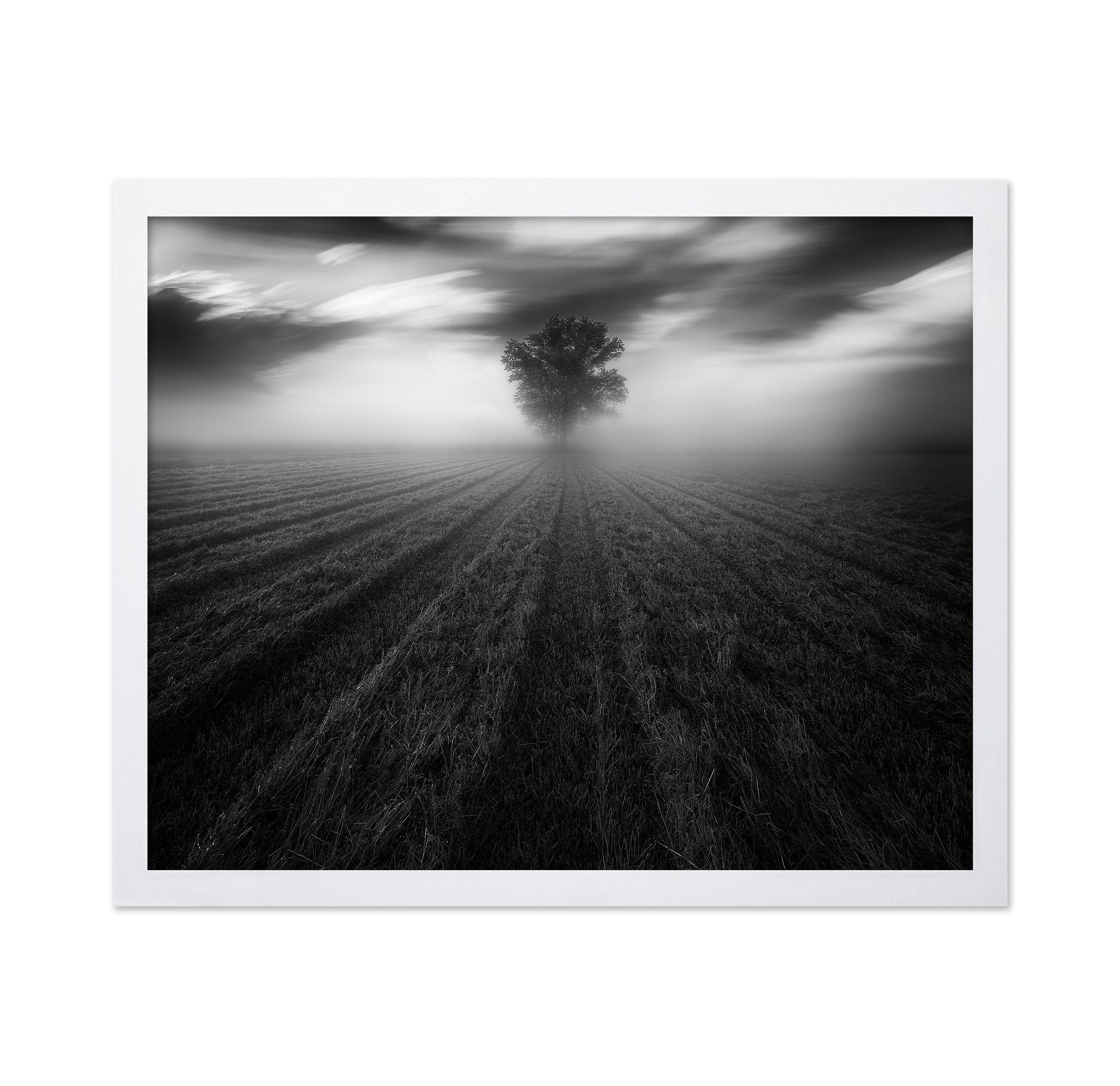 Lone Tree in the Mist