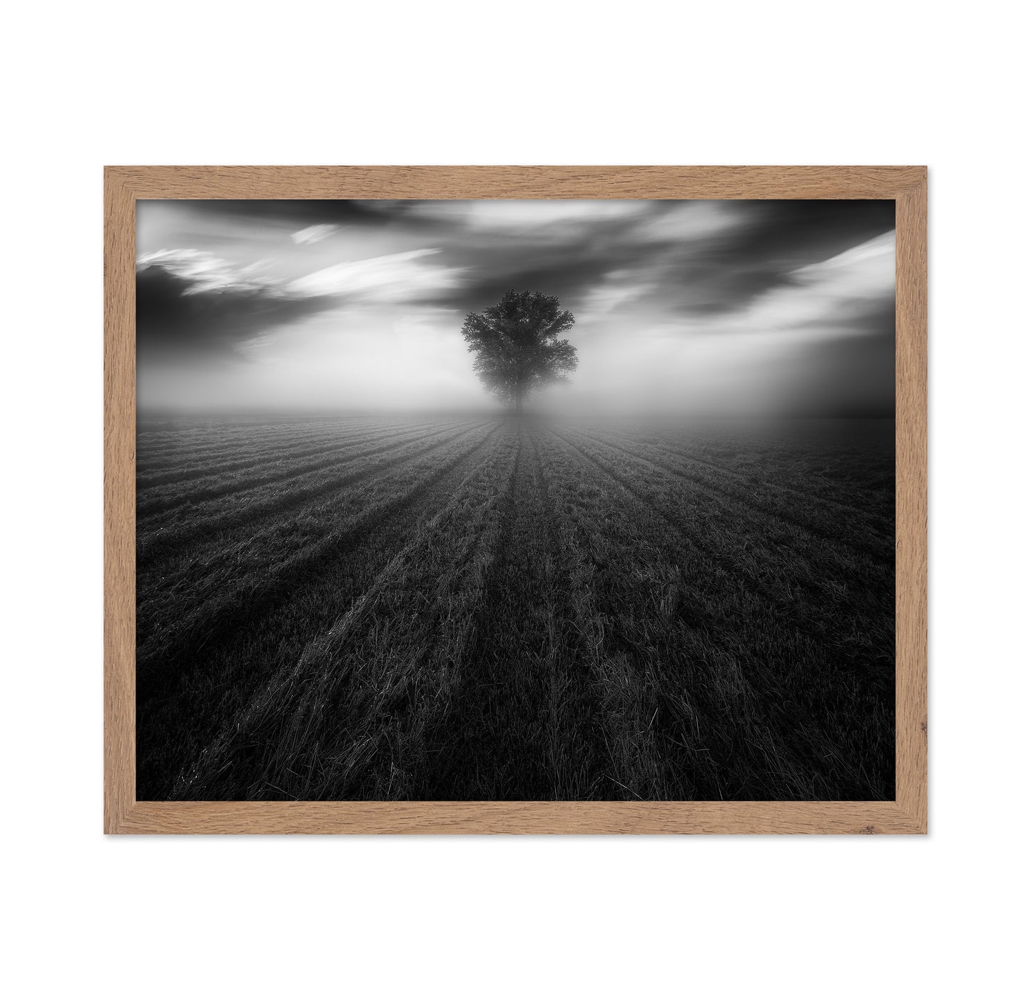 Lone Tree in the Mist