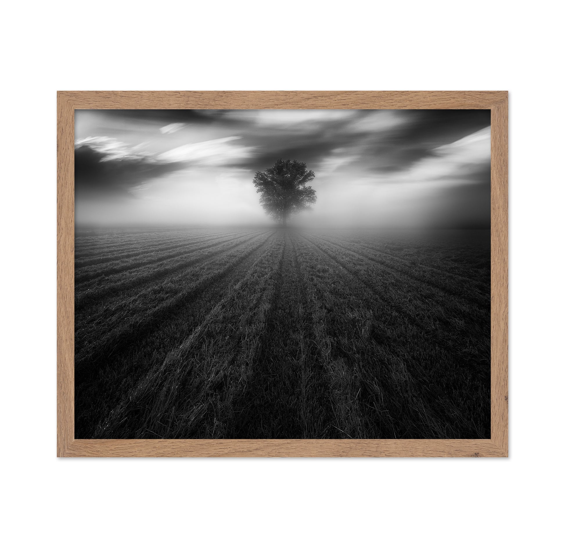 Lone Tree in the Mist