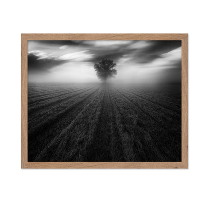 Lone Tree in the Mist