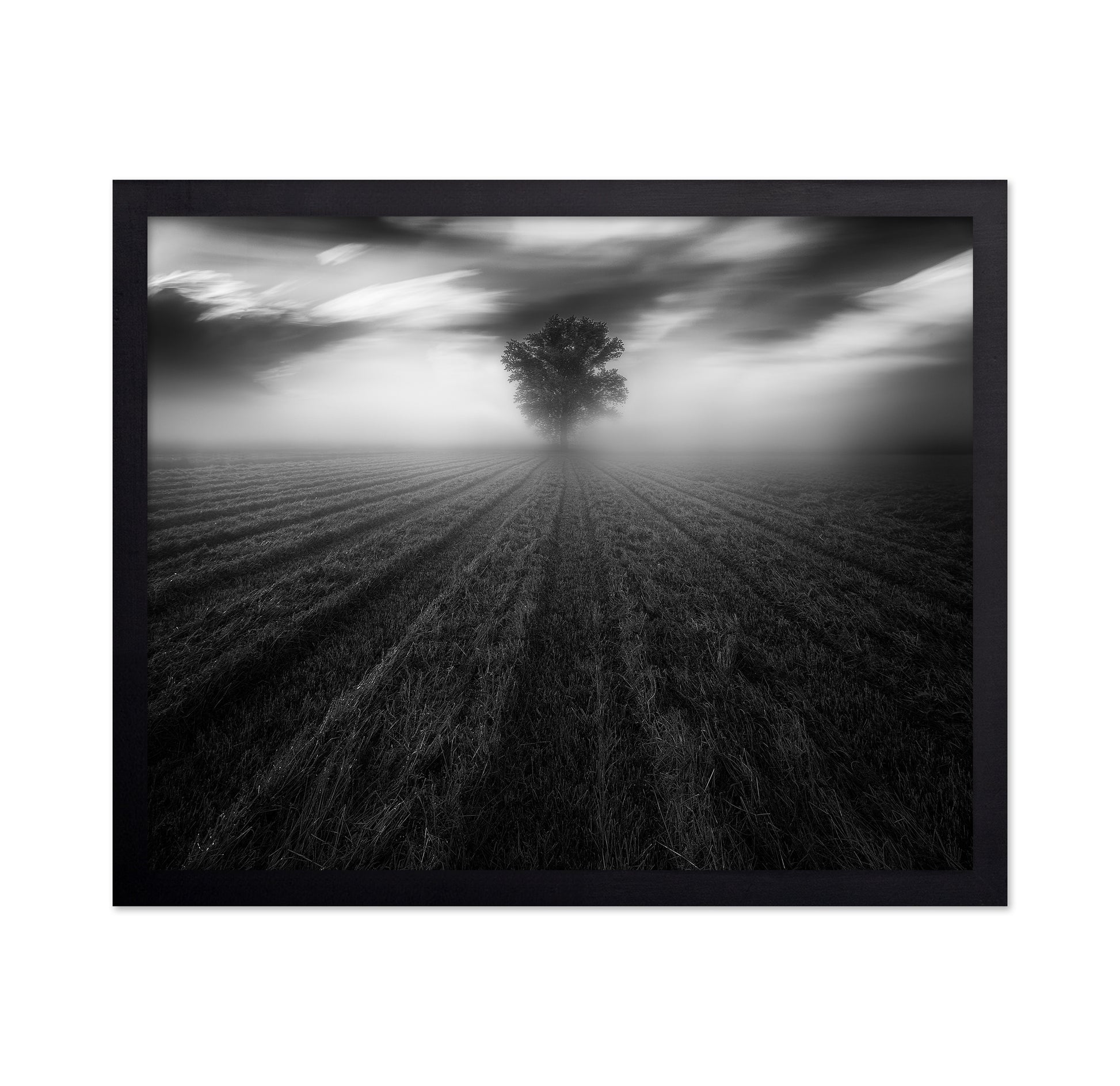 Lone Tree in the Mist