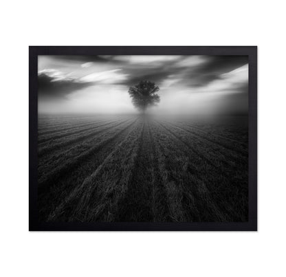 Lone Tree in the Mist
