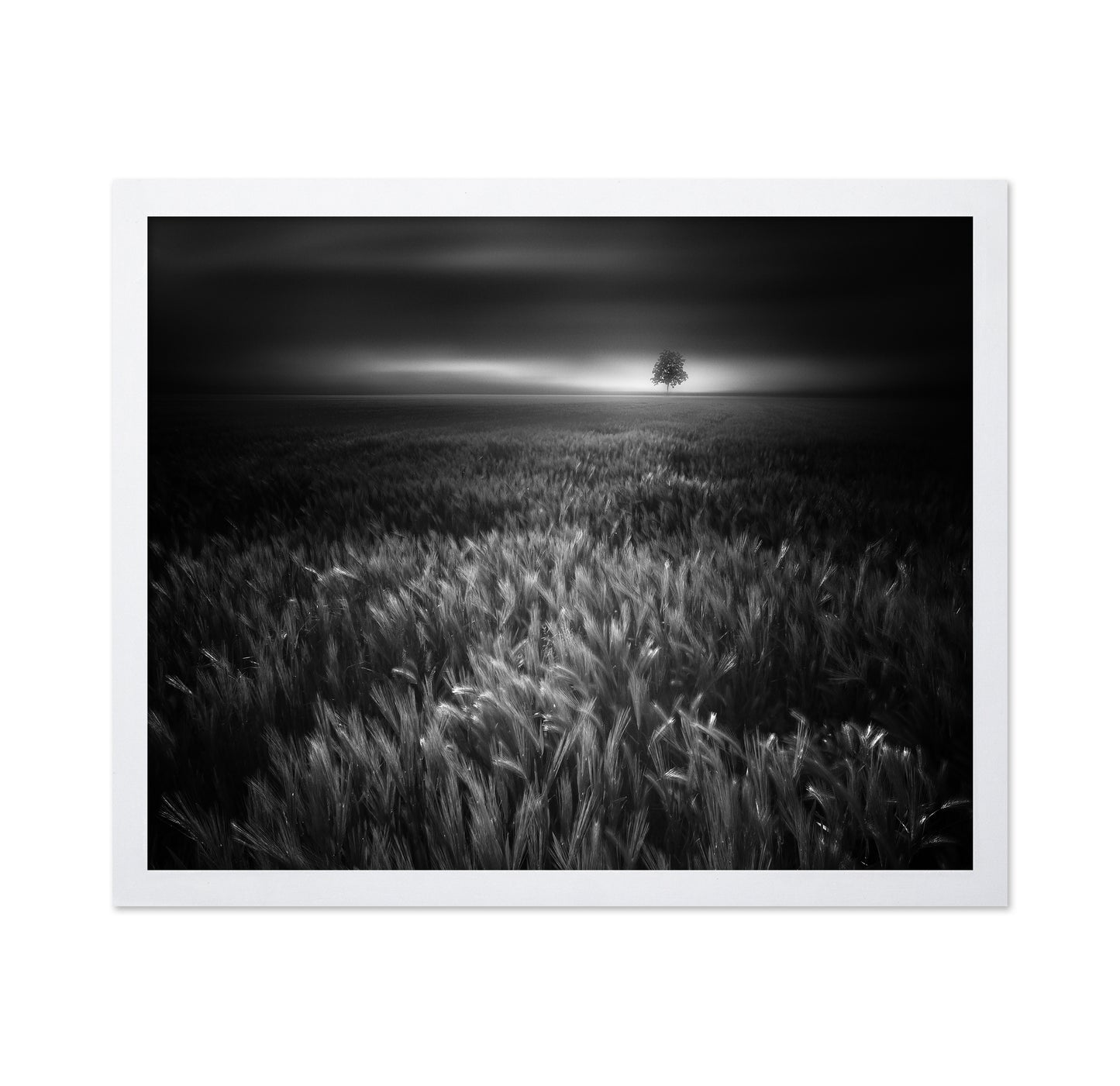 Bucolic Sunrises