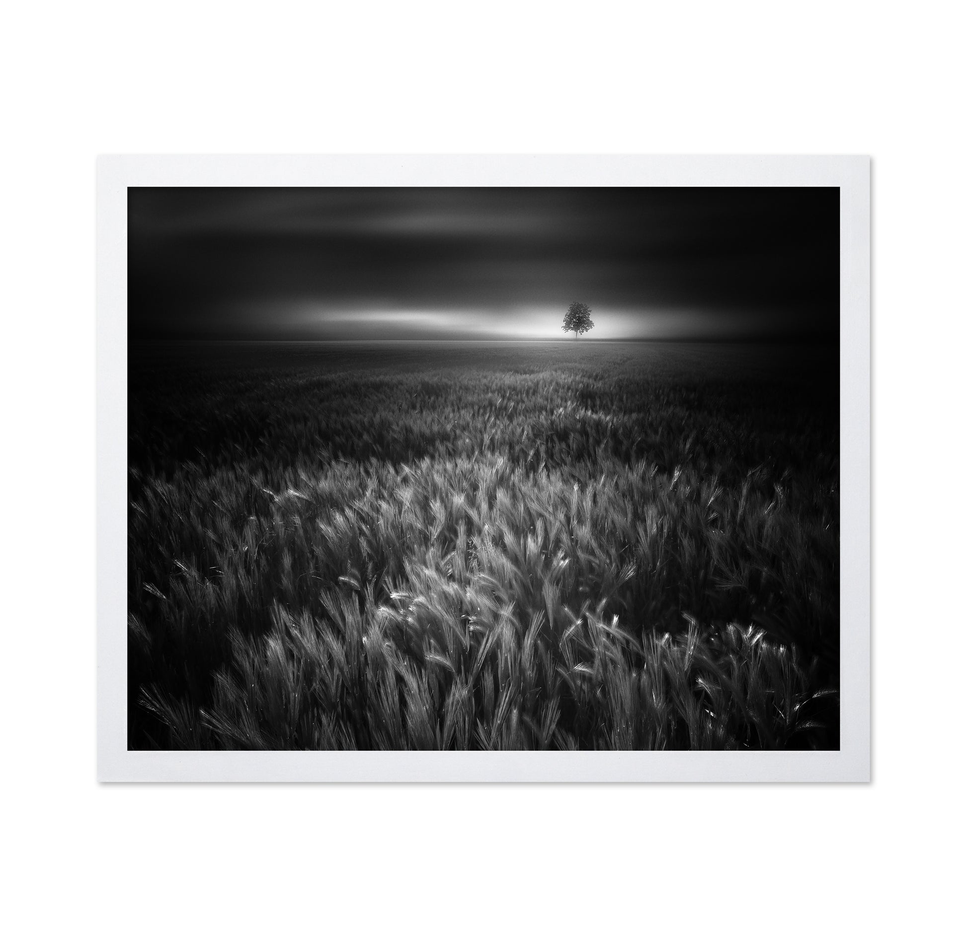 Bucolic Sunrises