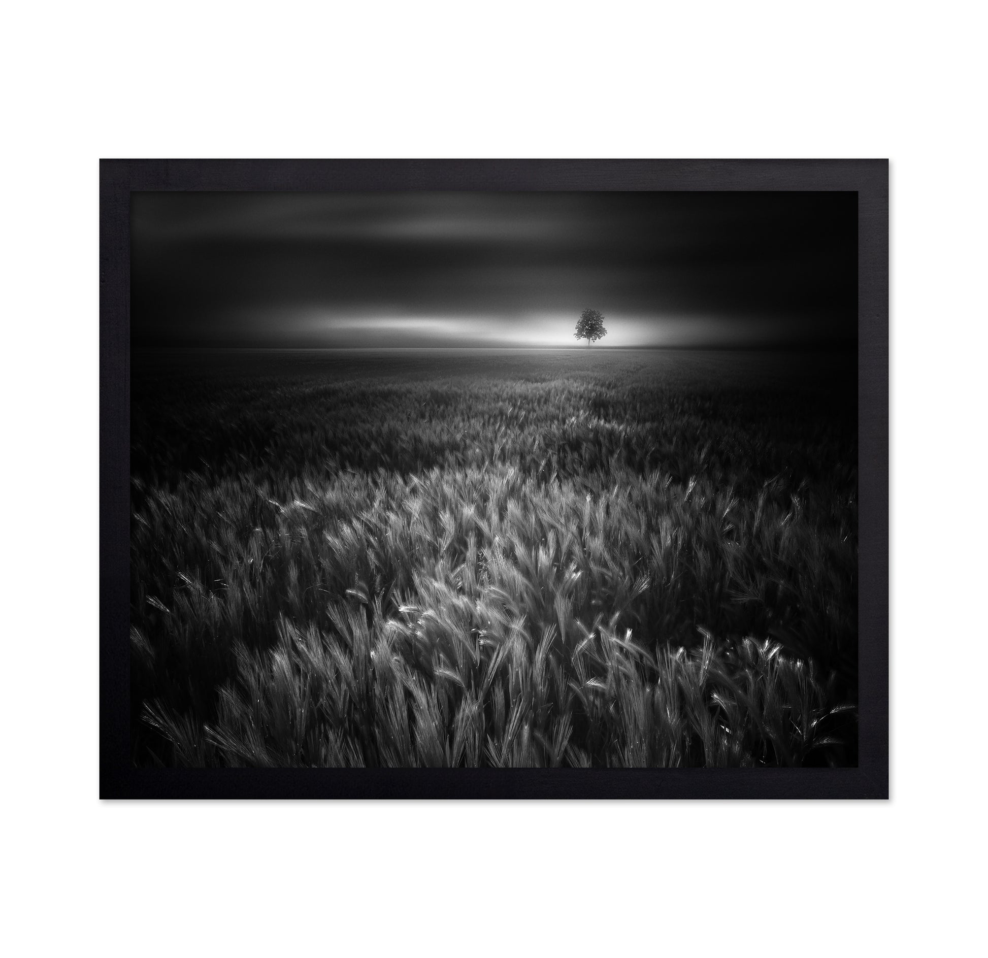Bucolic Sunrises